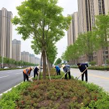 宣威绿化树苗批发市场海棠